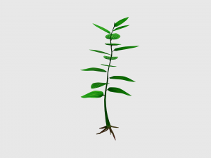 small plant 3D 모델
