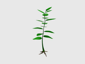 small plant 3D Model