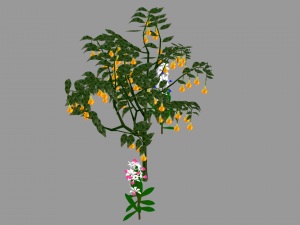 tree flower 3D Model