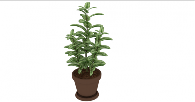 plant rubber tree 3D Model .c4d .max .obj .3ds .fbx .stl .blend 