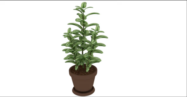 plant rubber tree 3D Model .c4d .max .obj .3ds .fbx .stl .blend 