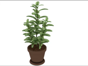 plant rubber tree 3D Model