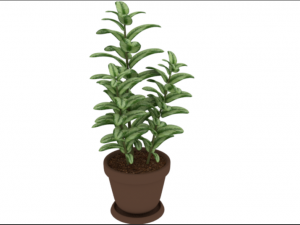 plant rubber tree 3D Model