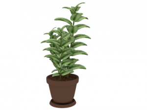 plant rubber tree 3D Model