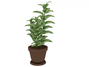 plant rubber tree 3D Model