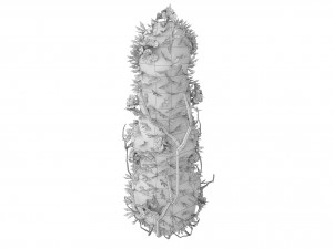 bushesflowers Modèle 3D