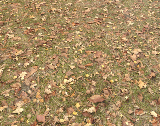ground terrain grass pbr pack 4 CG Textures .c4d .max .obj .3ds .fbx .stl .blend 