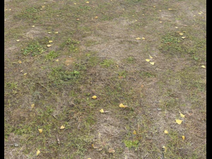 ground terrain grass pbr pack 4 CG Textures