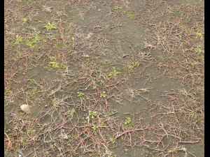 ground terrain pbr pack 2 CG Tekstury