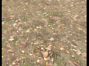 ground terrain grass pbr pack 5 CG 텍스쳐
