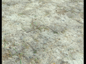 ground terrain desert pbr pack 1 CG 텍스쳐