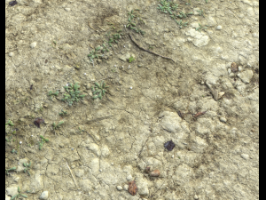 ground terrain desert pbr pack 3 CG टेक्स्चर्स