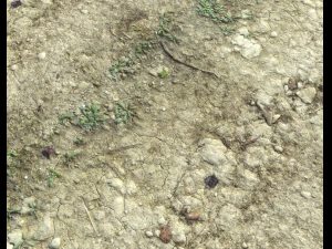 ground terrain desert pbr pack 3 CG Textures