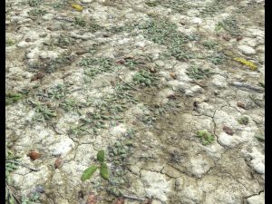 ground terrain desert pbr pack 3 CG टेक्स्चर्स