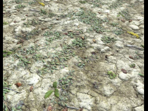 ground terrain desert pbr pack 3 CG Textures