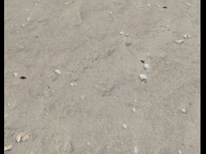 ground terrain beach pbr pack 2 texture CG Textures