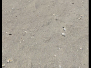 ground terrain beach pbr pack 2 texture CG Textures