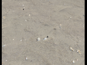 ground terrain beach pbr pack 2 texture CG Textures