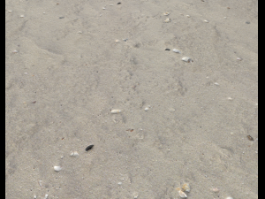 ground terrain beach pbr pack 2 texture CG Textures
