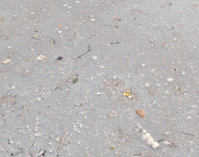 ground terrain beach pbr pack 3 texture Texturas CG .c4d .max .obj .3ds .fbx .stl .blend 