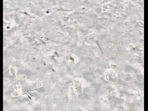 ground terrain beach pbr pack 3 texture Texturas CG