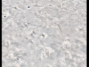 ground terrain beach pbr pack 3 texture CG Textures
