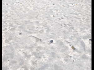 ground terrain beach pbr pack 3 texture Texturas CG