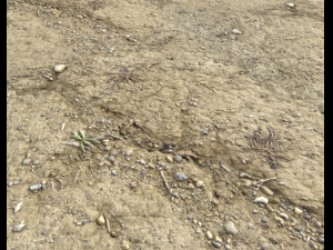 desert wasteland ground pbr pack 3 CG Текстури