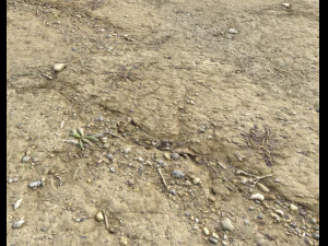 desert wasteland ground pbr pack 3 CG Textures