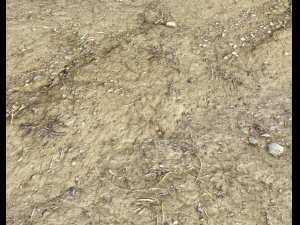 desert wasteland ground pbr pack 3 CG Текстури