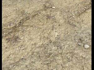 desert wasteland ground pbr pack 3 CG Textures