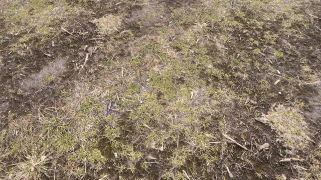 forest terrain pack pbr 3 CG 텍스쳐 .c4d .max .obj .3ds .fbx .stl .blend 