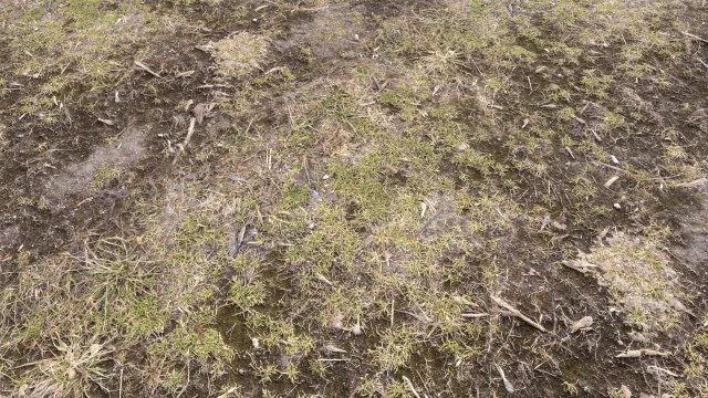 forest terrain pack pbr 3 CG Textures .c4d .max .obj .3ds .fbx .stl .blend