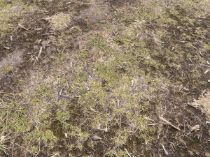 forest terrain pack pbr 3 CG Textures
