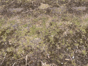 forest terrain pack pbr 3 CG 텍스쳐