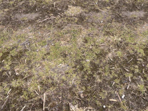 forest terrain pack pbr 3 CG Textures