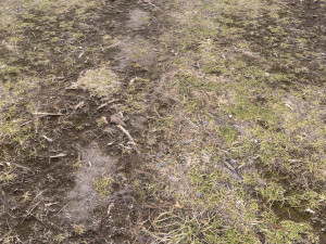 forest terrain pack pbr 3 CG 텍스쳐