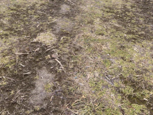 forest terrain pack pbr 3 CG Textures