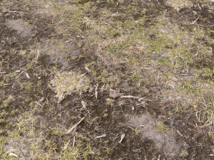 forest terrain pack pbr 3 CG 텍스쳐