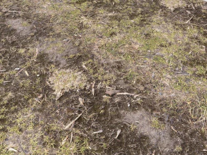 forest terrain pack pbr 3 CG Textures