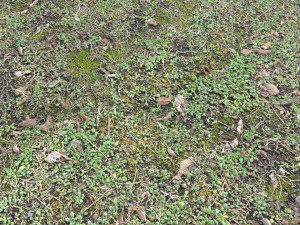 forest terrain pack pbr 3 CG 텍스쳐