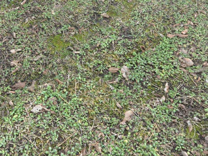 forest terrain pack pbr 3 CG Textures