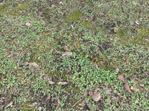 forest terrain pack pbr 3 CG 텍스쳐