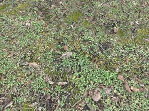 forest terrain pack pbr 3 CG Textures