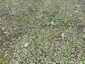 forest terrain pack pbr 3 CG 텍스쳐
