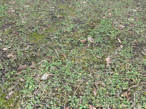 forest terrain pack pbr 3 CG Textures