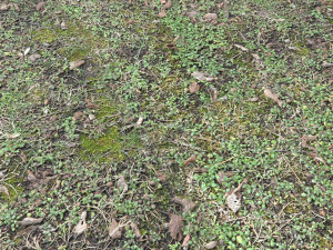 forest terrain pack pbr 3 CG 텍스쳐