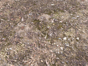 forest terrain pack pbr 3 CG 텍스쳐