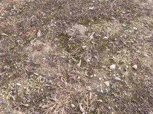 forest terrain pack pbr 3 CG Textures