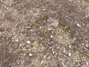 forest terrain pack pbr 3 CG Textures